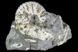 Discoscaphites Gulosus Ammonite - South Dakota #110579-1